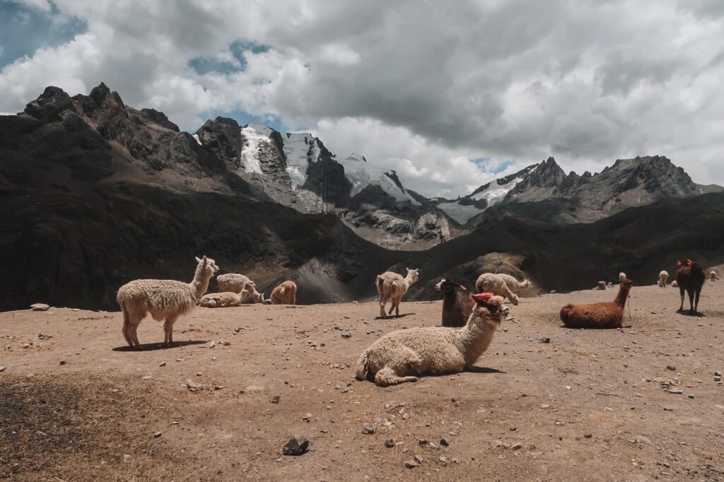 Alpacas on the Ausangate Mountain Range, Vinicunca, Mountain of Seven Colors, Cusco, Peru
