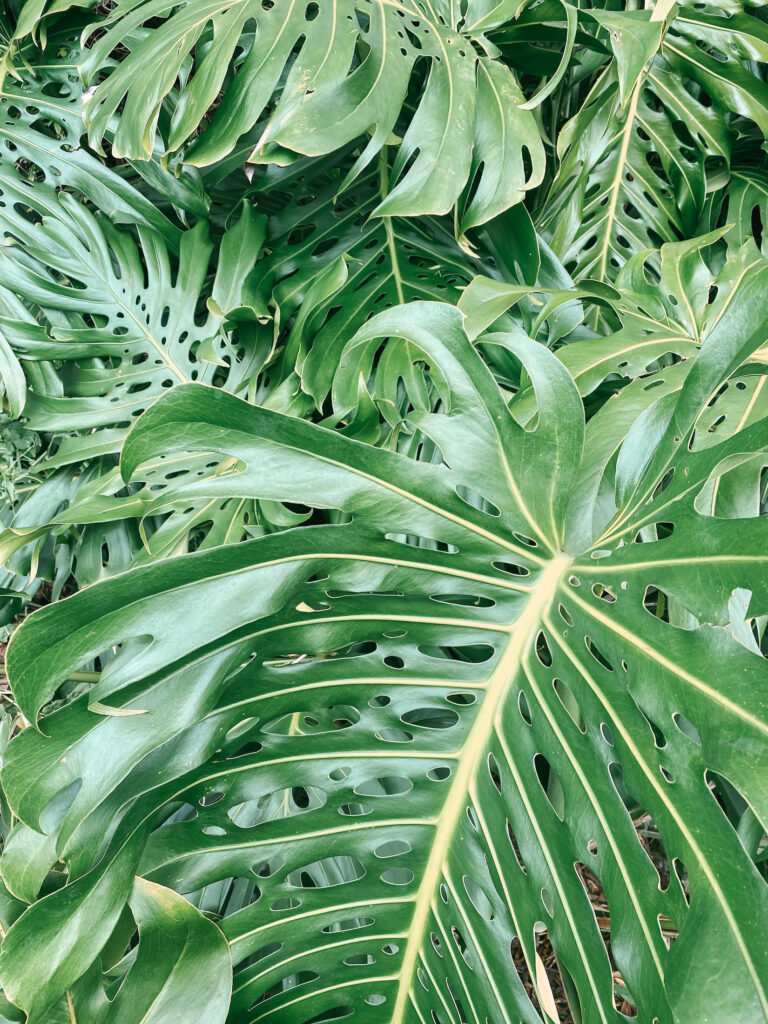 Monstera (swiss cheese plant) on Waiheke Island, Auckland, New Zealand