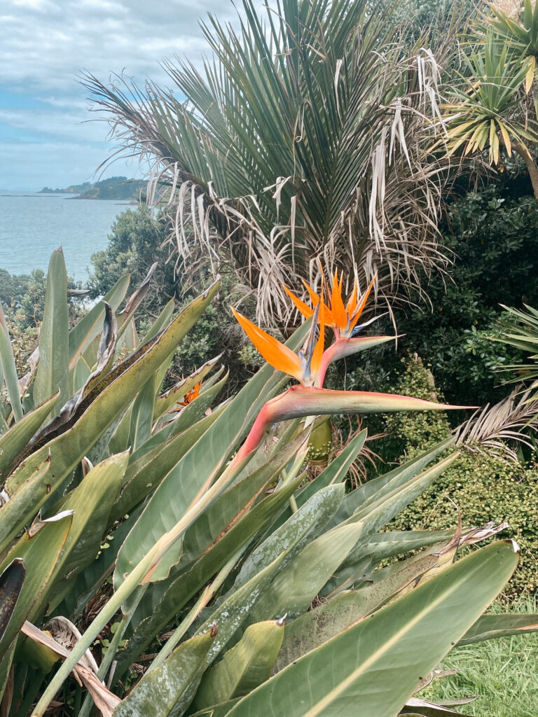 Bird of paradise flower on Waiheke Island, New Zealand