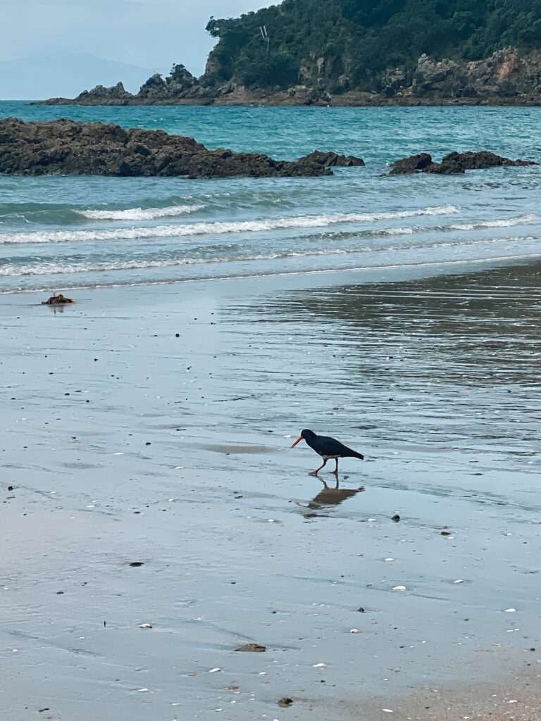 Oyster catcher bird on Oneroa Beach