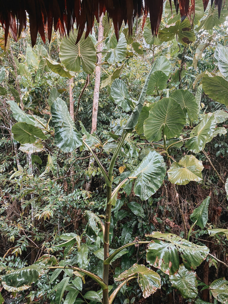 Best ayahuasca retreat in Peru: Amazon Jungle at Heliconia Amazon Lodge, Peru