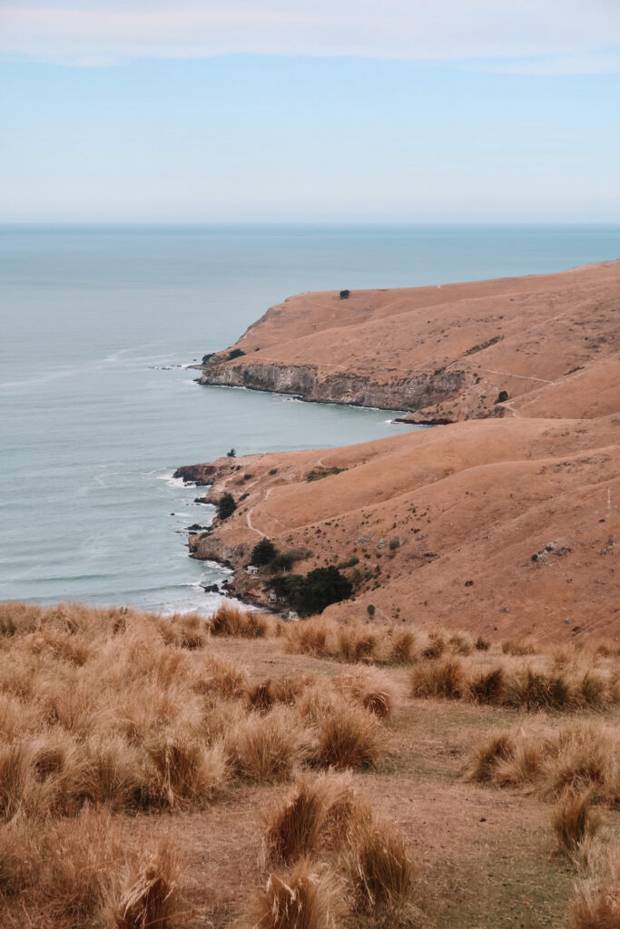 Best day hikes South Island New Zealand: Coastline and ocean on the Godley Head Loop Track, Christchurch