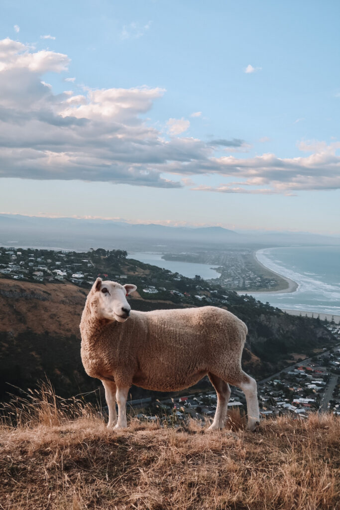 Sheep poses on the Godley Head Loop Track, Christchurch, Canterbury, New Zealand