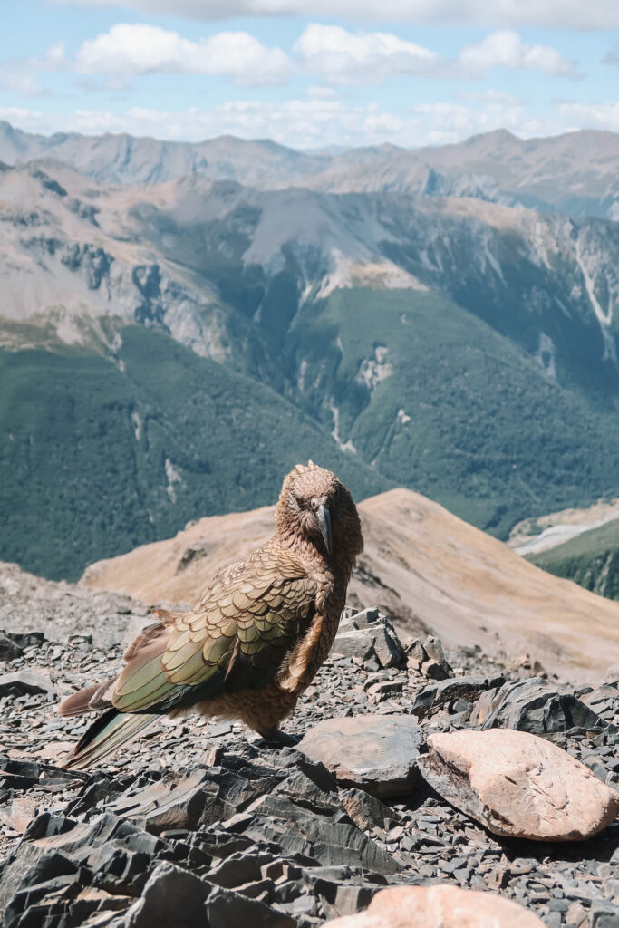 Kea (alpine parrot) poses on the Avalanche Peak Route, Arthur's Pass, New Zealand