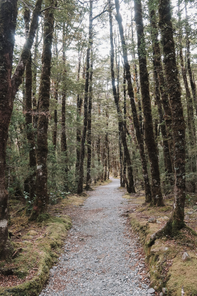 Things to do in Arthur’s Pass: Arthur's Pass Walking Track