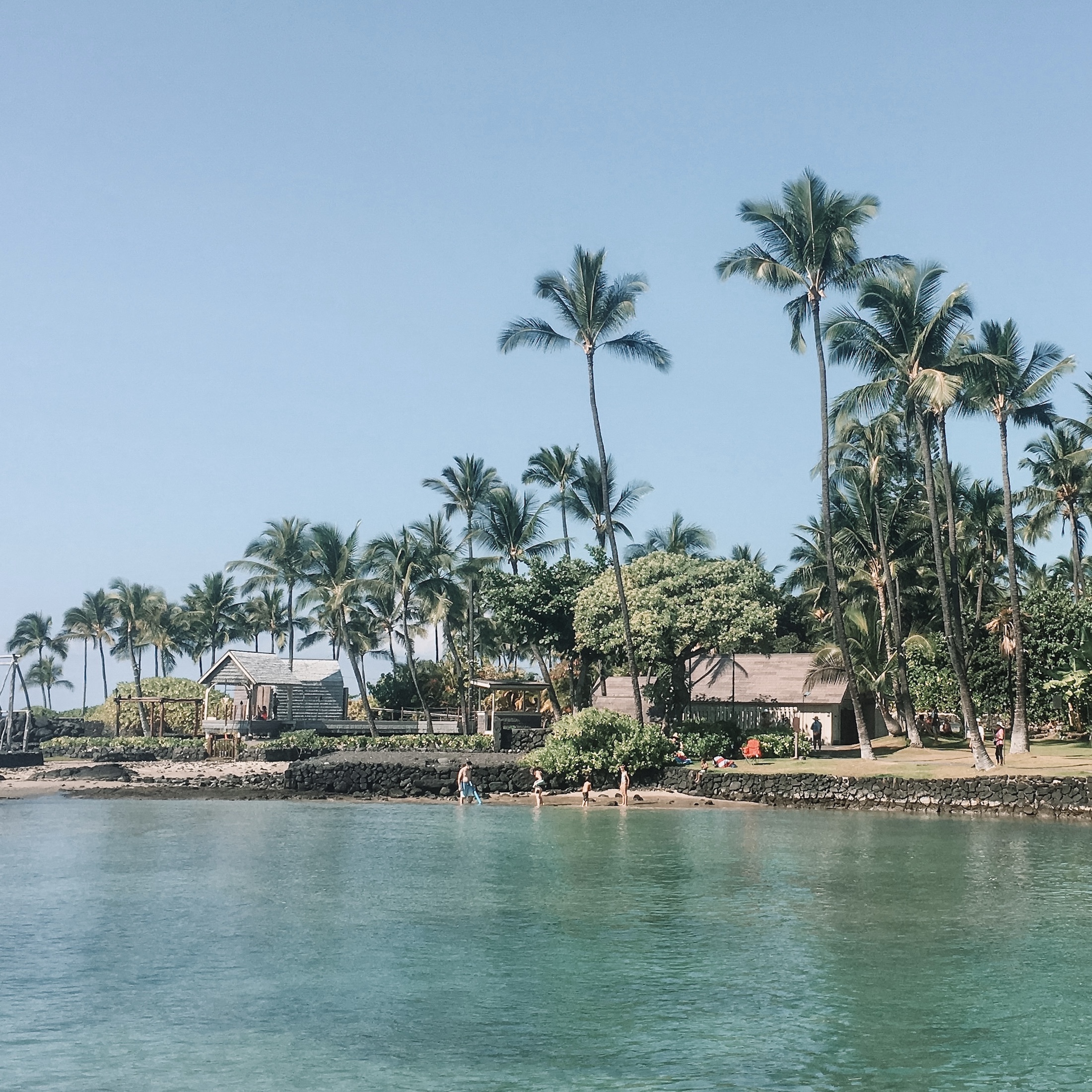 ocean and palm trees, kona, big island hawaii, usa