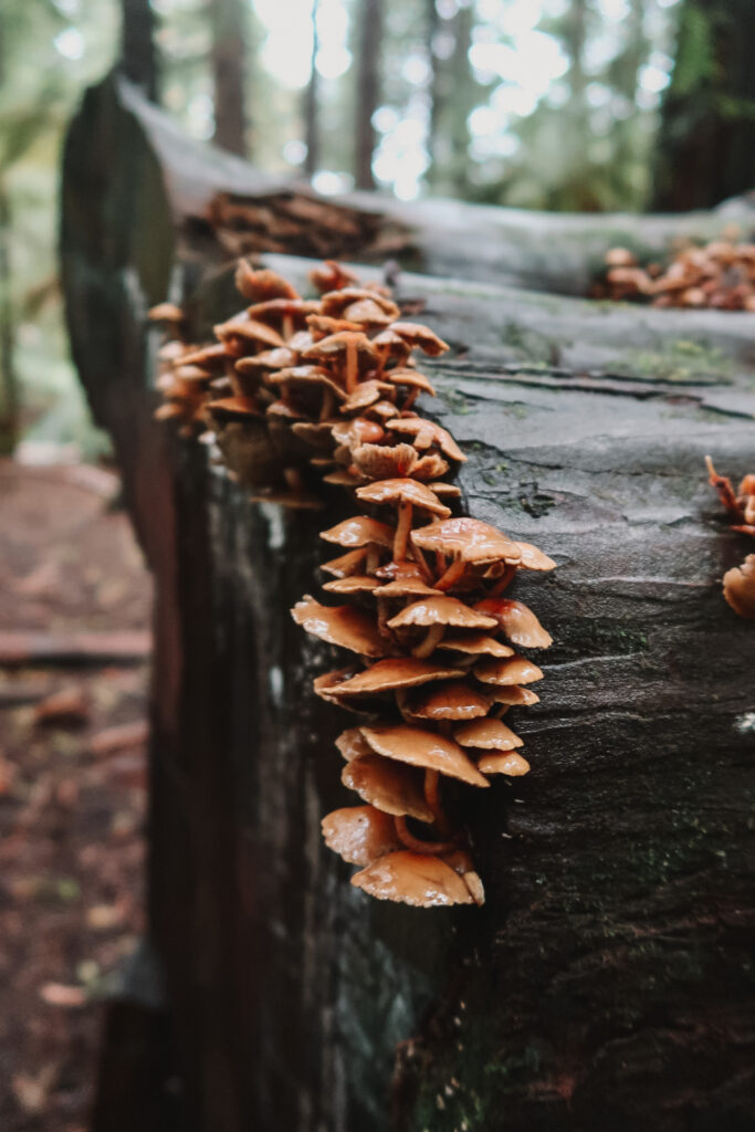 Mushrooms at Redwoods Treewalk, North Island New Zealand