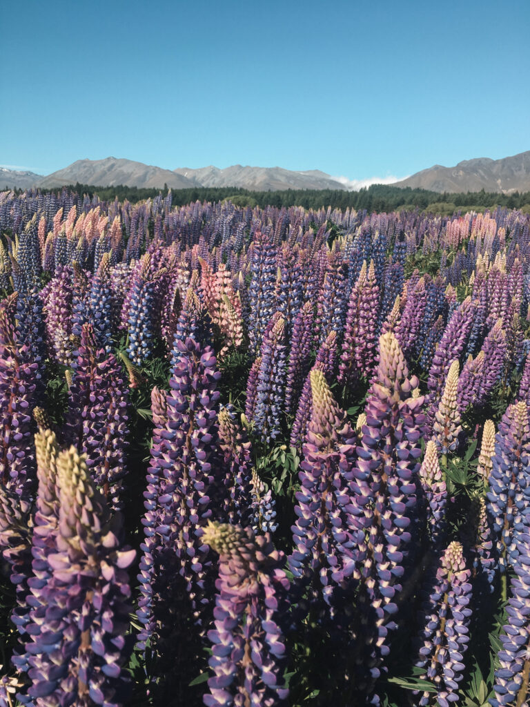Purple lupins, Canterbury, South Island New Zealand