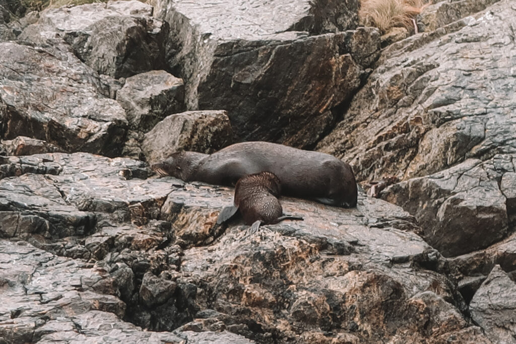 New Zealand fur seals, Fiordland National Park