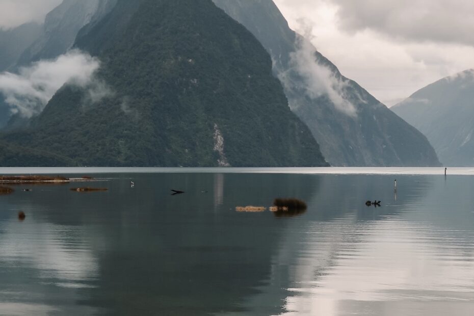 Things to do in Milford Sound: Milford Sound foreshore, Fiordland National Park, South Island New Zealand